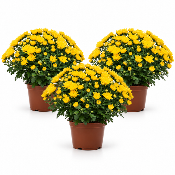 Crisantemo colori misti (Chrysanthemum morifolium)D.14 cm