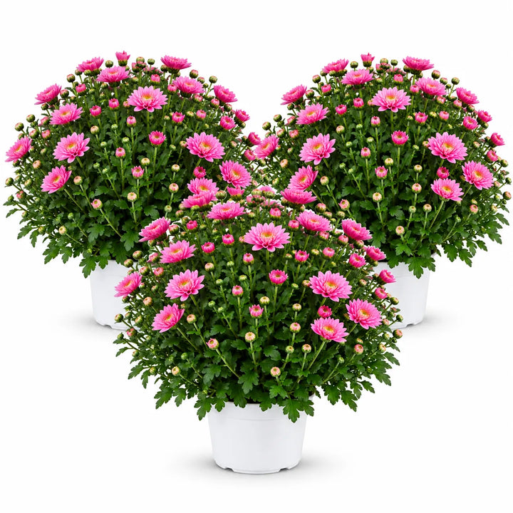 Set di 3 crisantemi rosa con fiori aperti e boccioli, in vasi bianchi di plastica da coltivazione su sfondo bianco