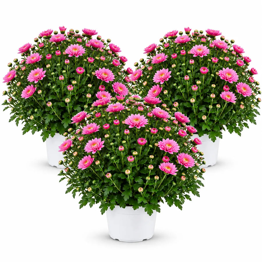 Set di 3 crisantemi rosa con fiori aperti e boccioli, in vasi bianchi di plastica da coltivazione su sfondo bianco