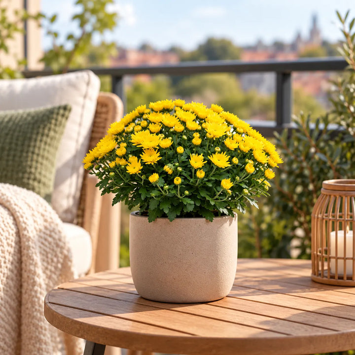 Crisantemo giallo con fioritura abbondante in vaso beige, posizionato su tavolino in legno su un balcone arredato