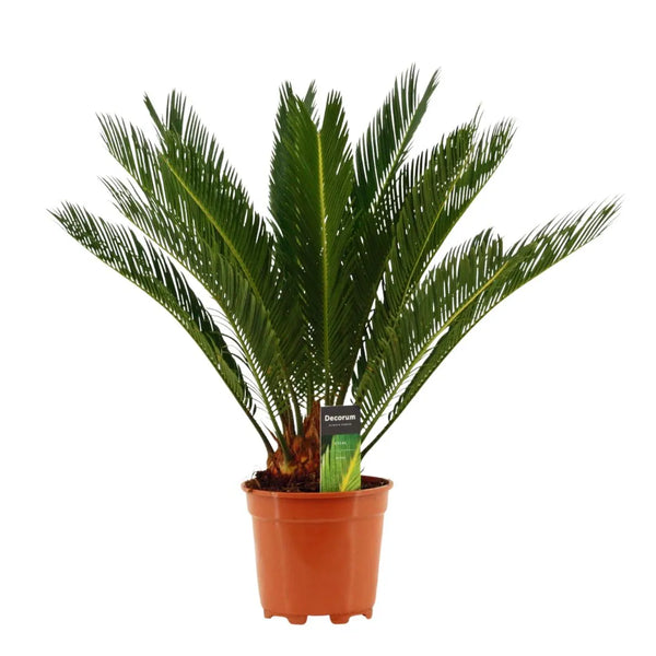 Cycas revoluta Décorum H.65 cm