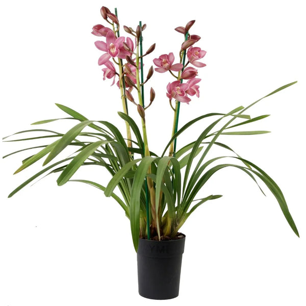 Cymbidium Piccobello rose, 3-4 tiges, H.60