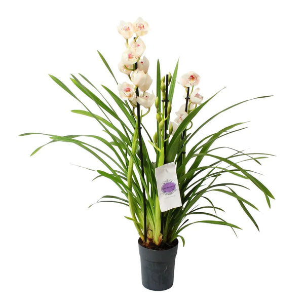 Cymbidium blanc, 3 à 4 tiges, H.75 cm