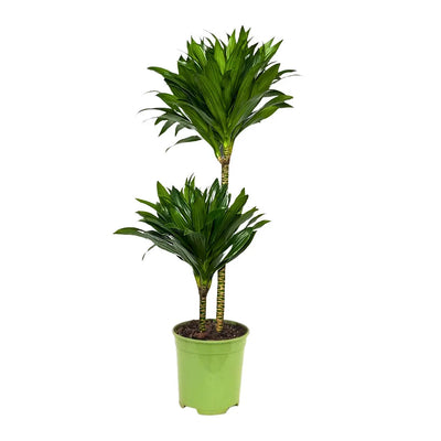 DRACAENA JANET CRAIG COMPACTA D. 24 Plastic pot