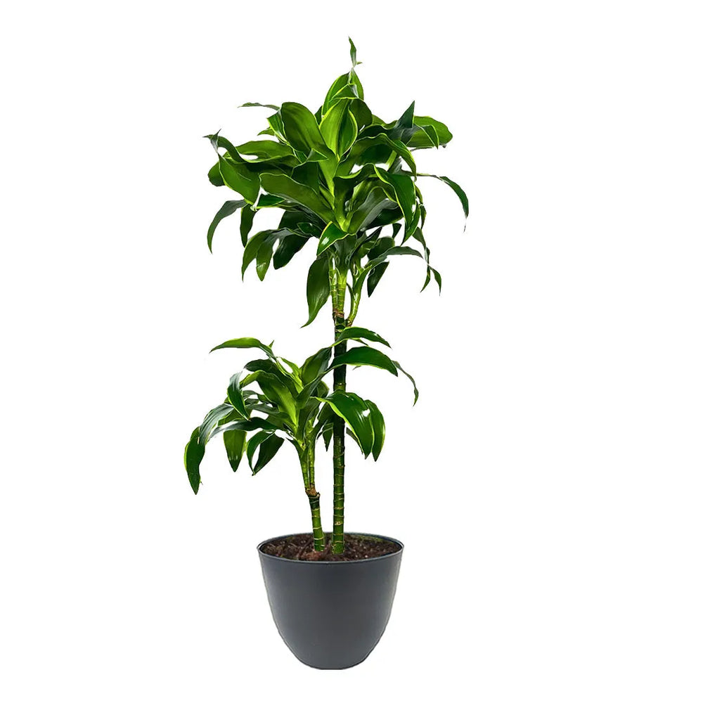 Dracaena Dorado - Pianta d'arredo con fusti verdi e foglie lucide in vaso grigio scuro