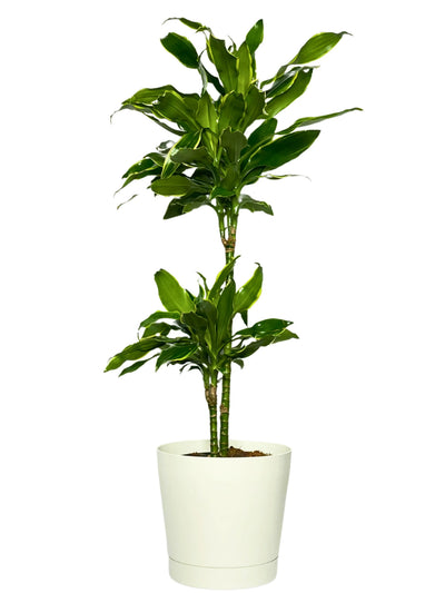 Dracaena Golden Coast