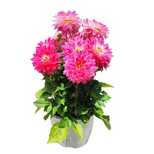 Ensemble Dalia 3 et 6 pièces