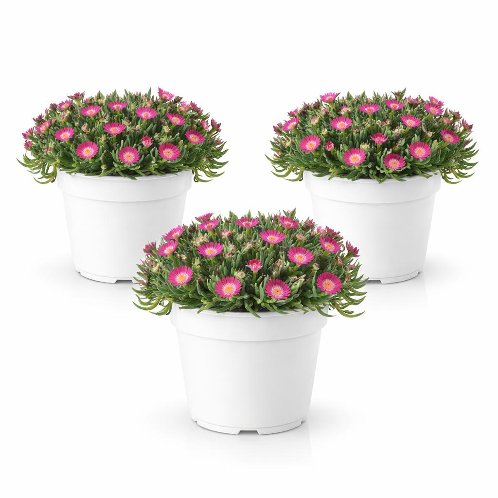 Delosperma Tricolor - esemplare con fiori rosa in vaso bianco, pianta succulenta da esterno