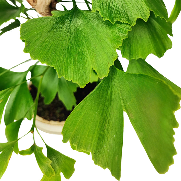 Dettaglio foglie a ventaglio del Bonsai Ginkgo Biloba, verde intenso