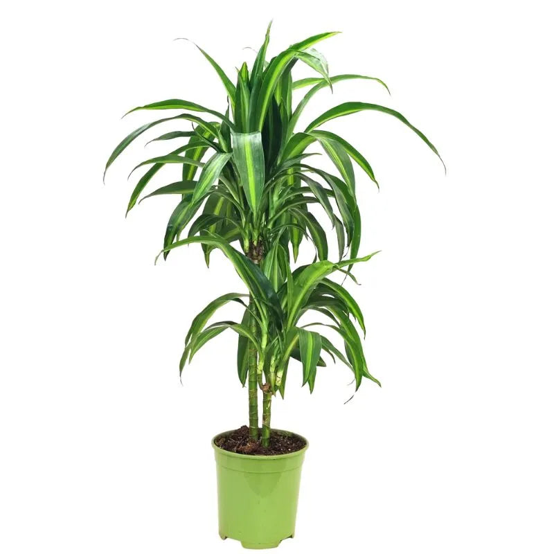 Dracaena Hawaiian Sunshine D.19 Pot en plastique