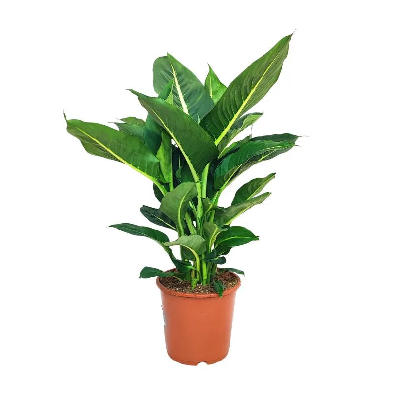 Dieffenbachia Green Magic D.17 cm Pot en plastique