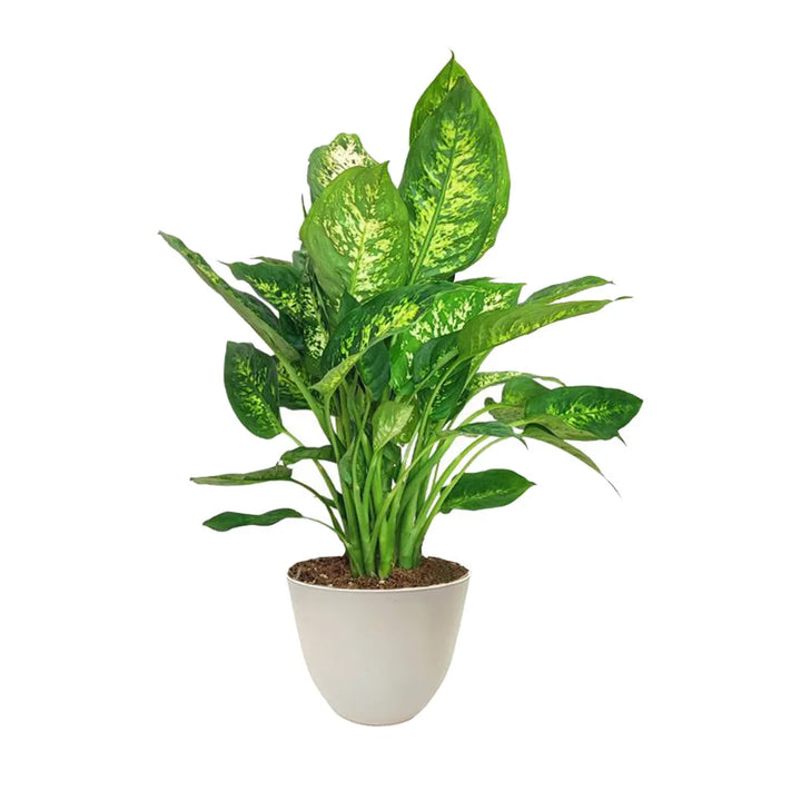 Dieffenbachia Compacta - pianta da interno con foglie variegate in vaso