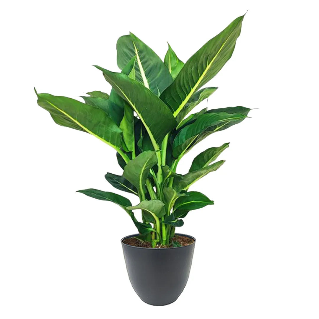 Dieffenbachia Green Magic - pianta decorativa con fogliame elegante in vaso antracite