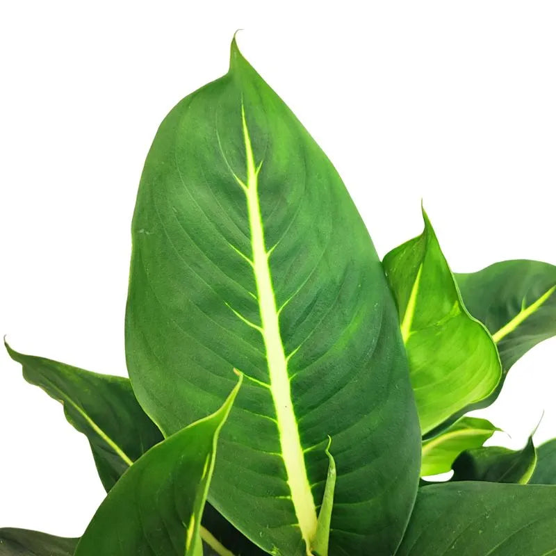 Dieffenbachia Green Magic - dettaglio ravvicinato di una foglia verde scuro con venature chiare