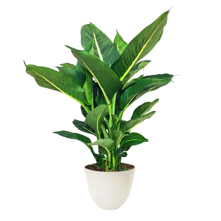 Dieffenbachia Green Magic - pianta tropicale con foglie verdi in vaso avorio