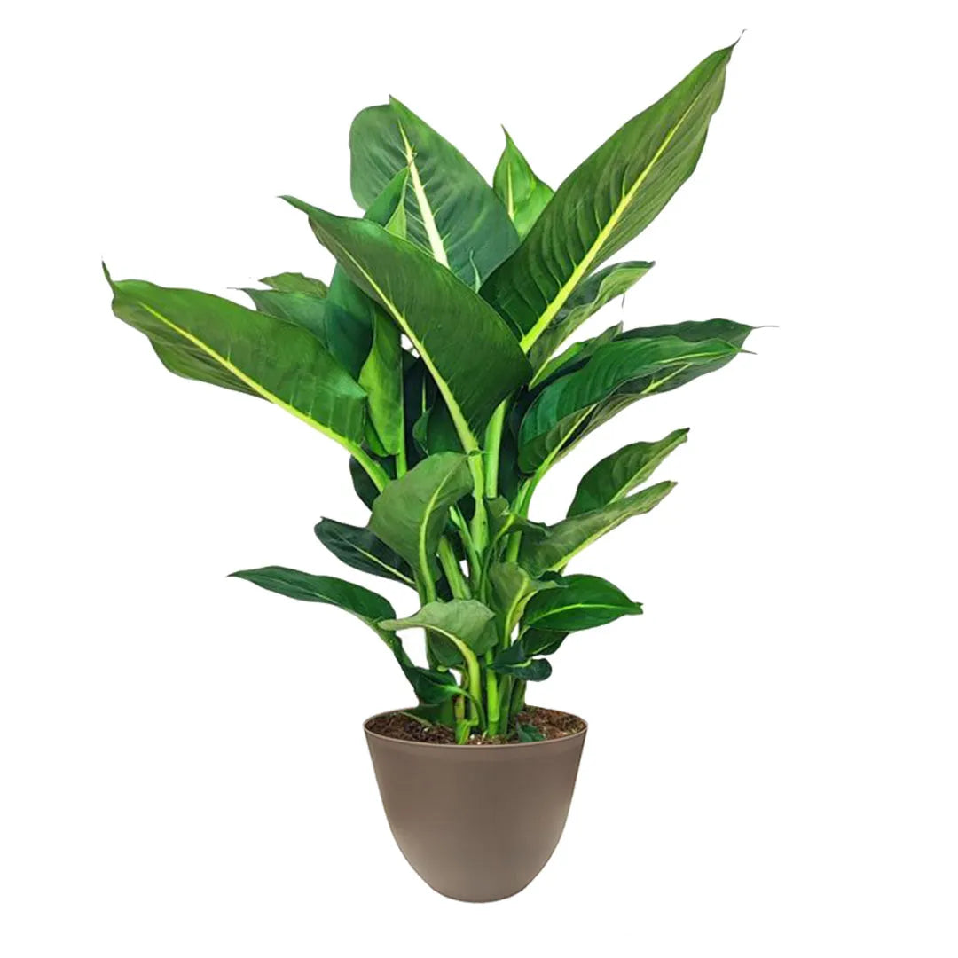 Dieffenbachia Green Magic - pianta da appartamento in vaso tortora, dettaglio foglie
