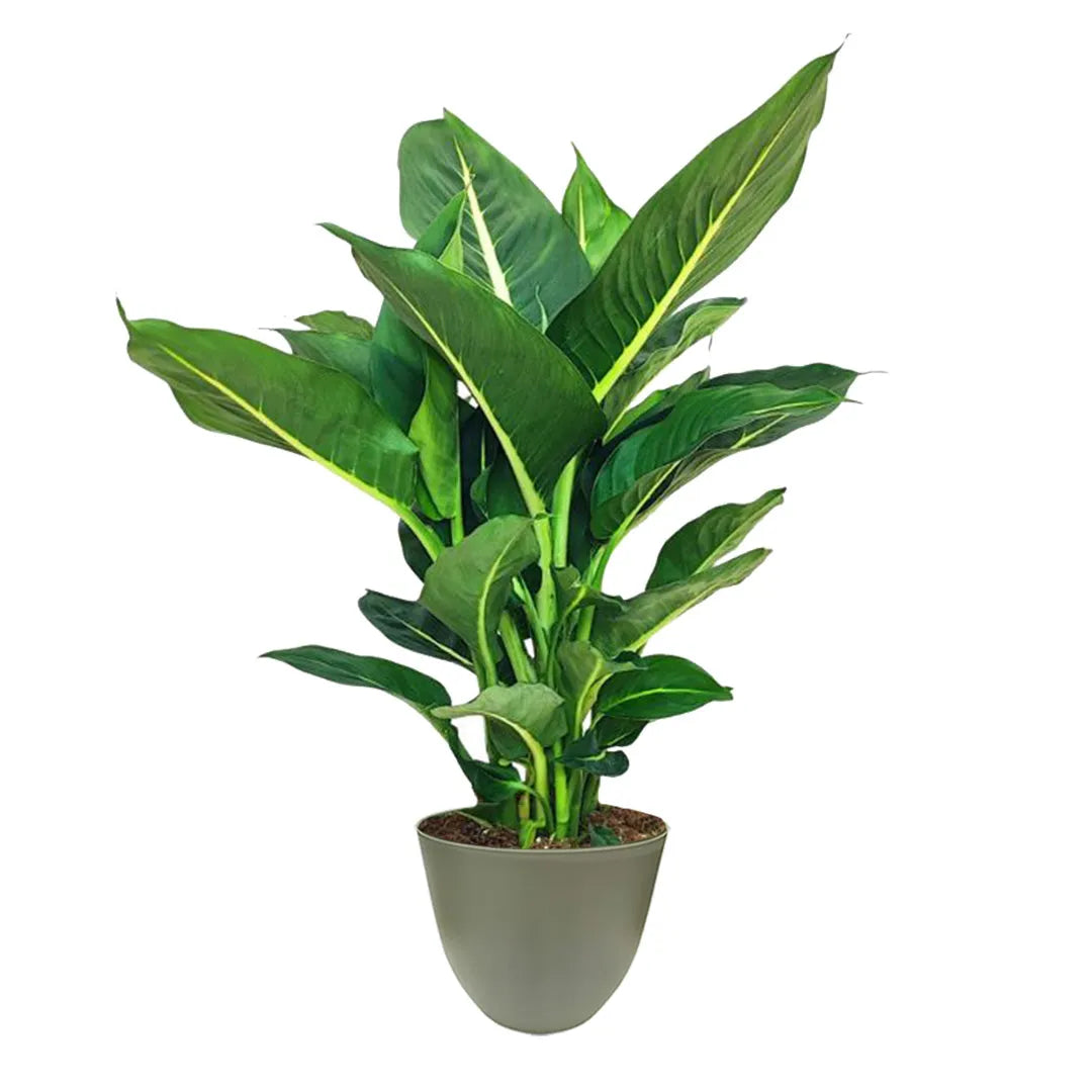 Dieffenbachia Green Magic - pianta da interno con foglie variegate in vaso verde rosmarino