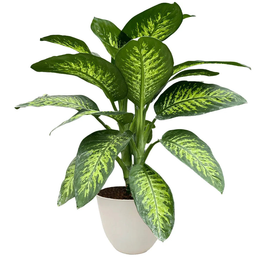 Dieffenbachia Tropic Snow - pianta tropicale con foglie variegate e vaso avorio in ceramica