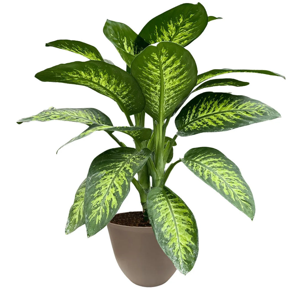 Dieffenbachia Tropic Snow - pianta da interno con grandi foglie verdi e crema in vaso tortora
