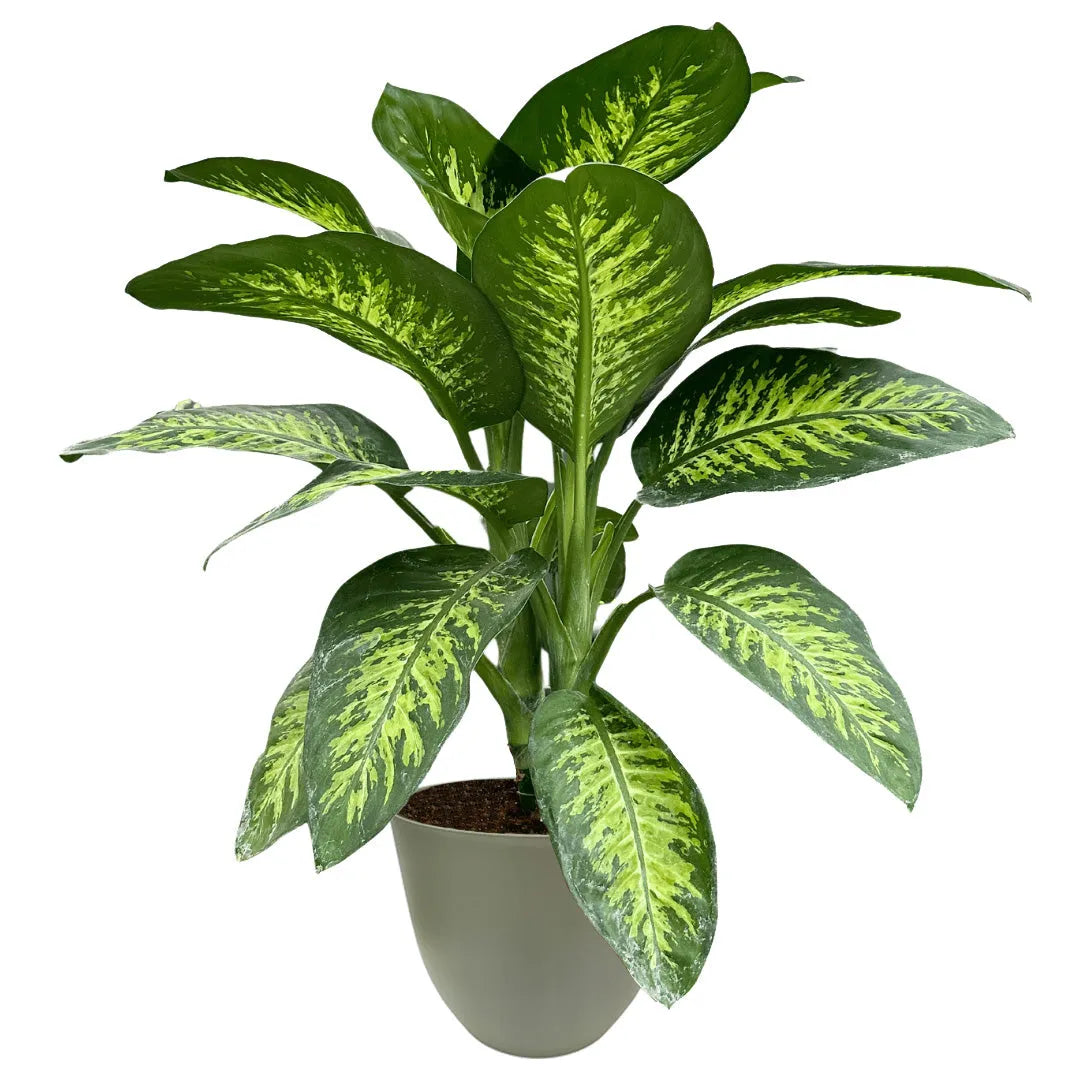 dieffenbachia pianta Dieffenbachia Tropic Snow Plante d'intérieur premium Jardinières — i Giardini di Giulia