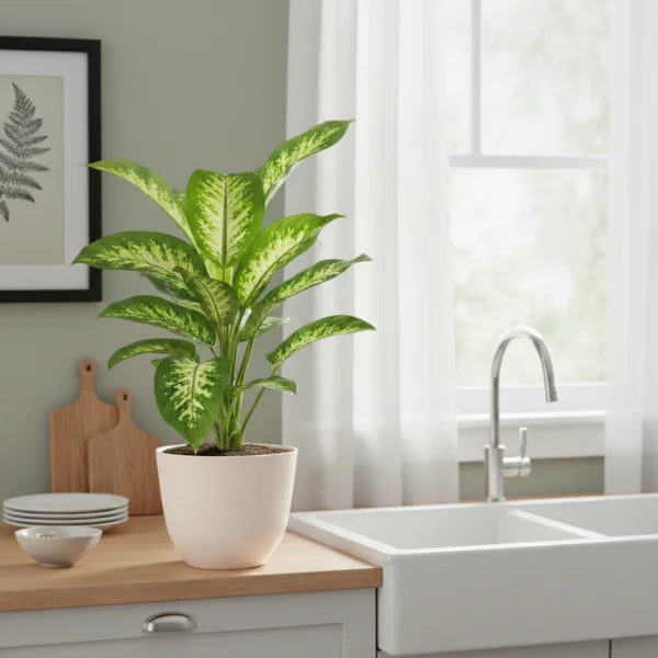 Dieffenbachia pianta da interno - in vaso bianco su piano cucina
