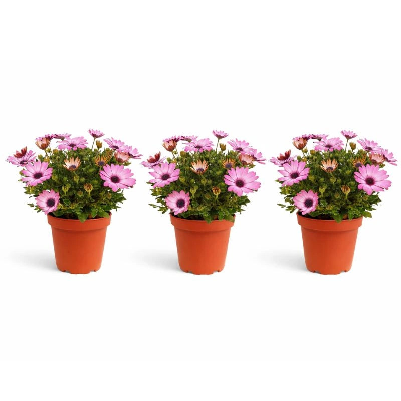 Dimorfoteca colori misti in vaso D.14 - dettaglio dei petali e del centro del fiore