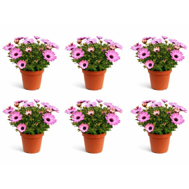Dimorfoteca in vaso D.14 cm - composizione di piante fiorite in un giardino