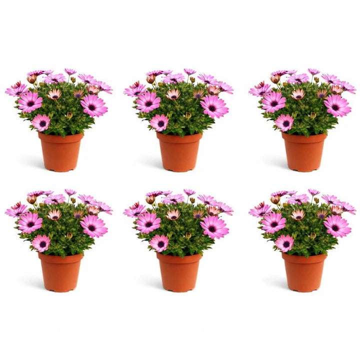 Dimorfoteca in vaso D.14 cm - composizione di piante fiorite in un giardino