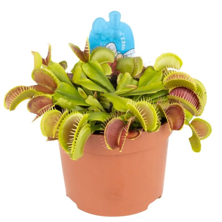 immagine mostra una pianta carnivora con piccole boche 