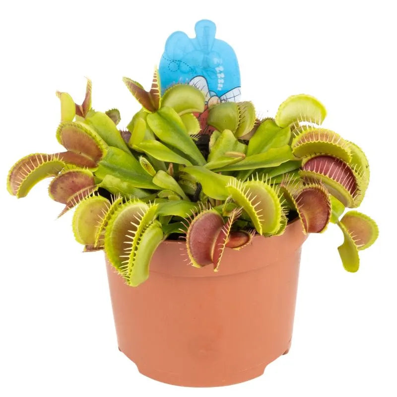 immagine mostra una pianta carnivora con piccole boche 