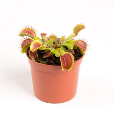 Dionea Muscipula pianta carnivora diametro D.8.5 cm