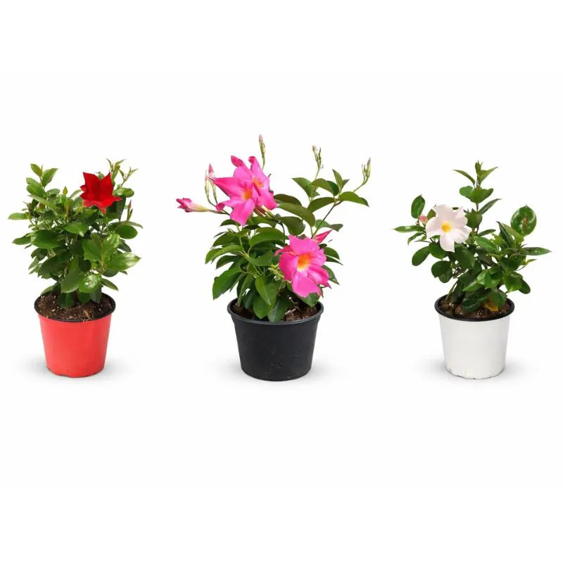 Dipladenia fiorita - Dettaglio dei fiori rossi brillanti della Dipladenia