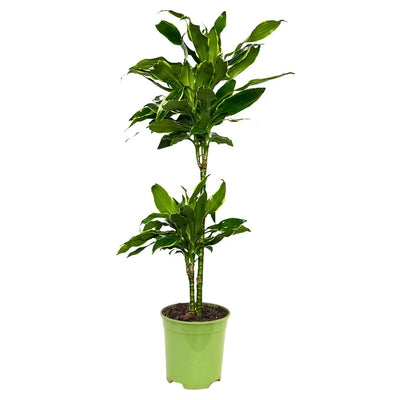 Dracaena Golden Coast D.24 cm Vaso plastica