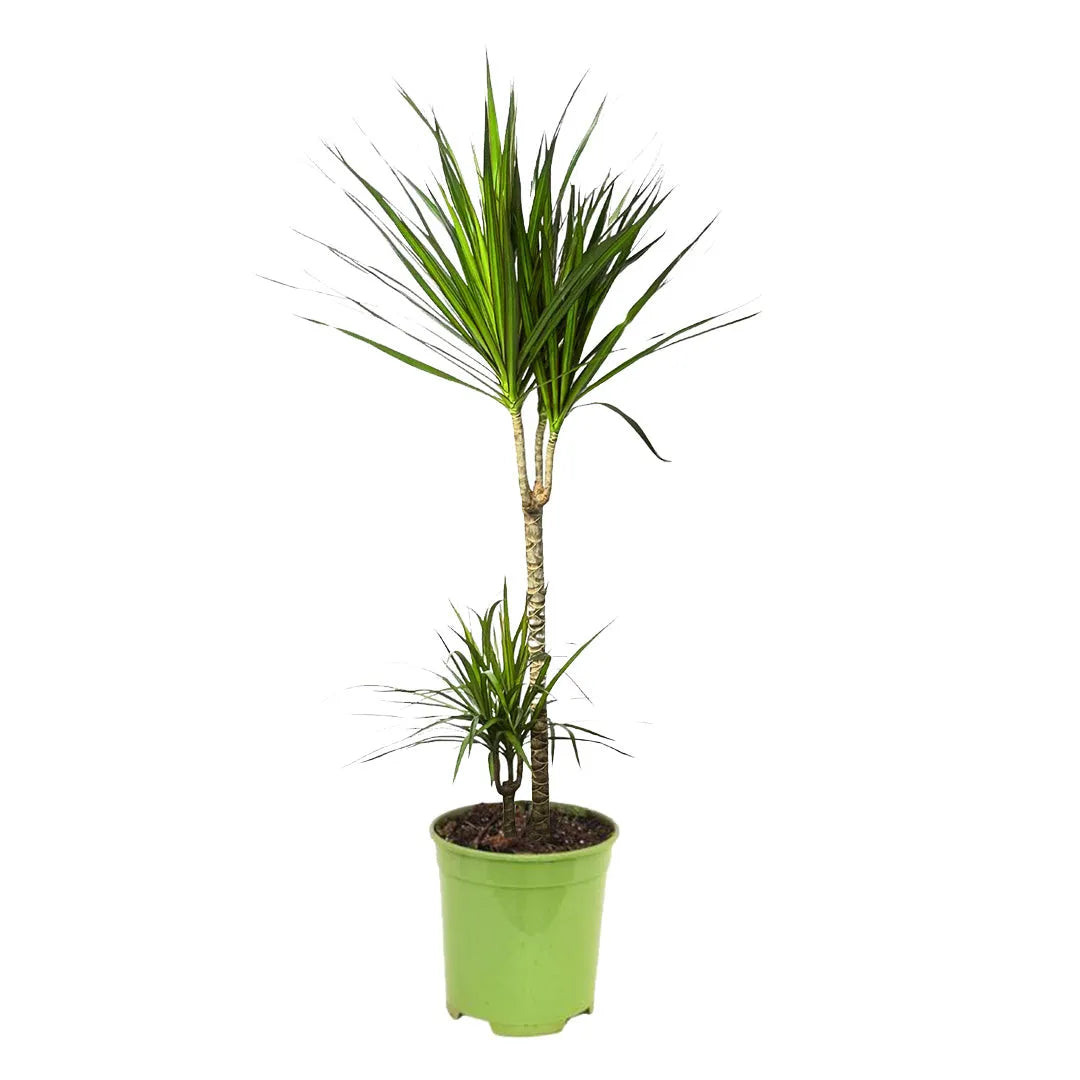 Dracaena Marginata D.21 cm Vaso plastica