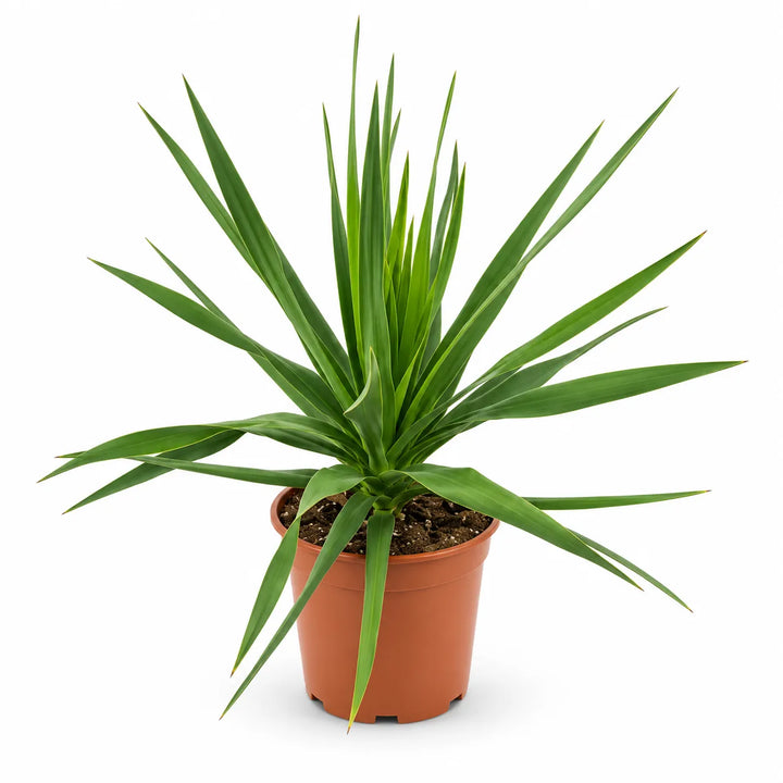 Pianta di Dracaena draco in vaso da vivaio fotografata su sfondo bianco