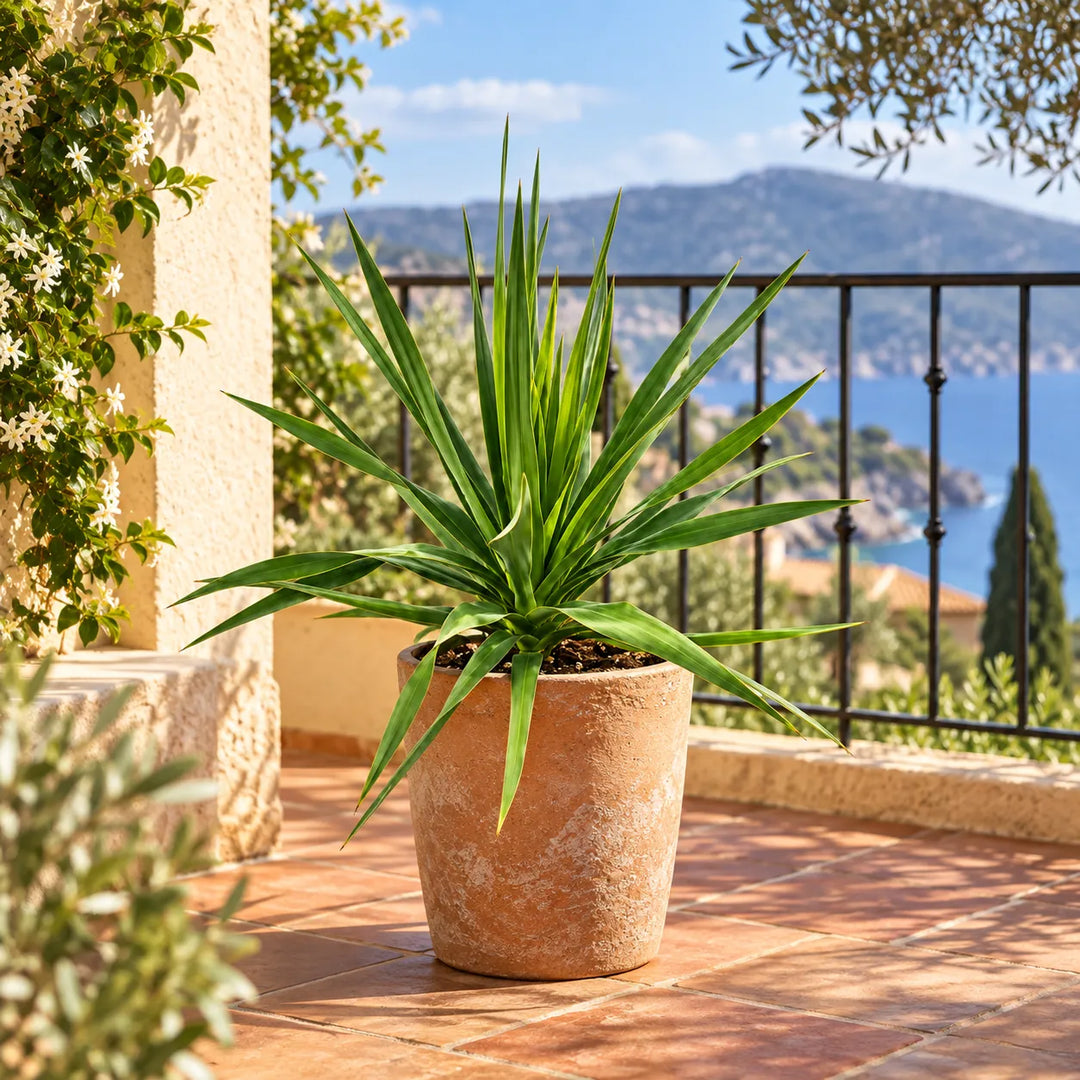 Dracaena draco in vaso decorativo ambientata su terrazzo esterno soleggiato