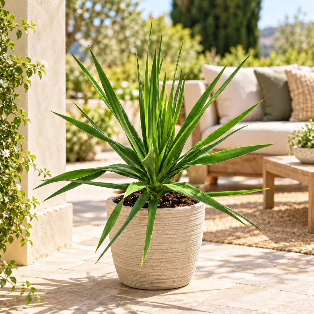 Dracaena draco in vaso decorativo ambientata su terrazzo, ideale per arredare spazi esterni