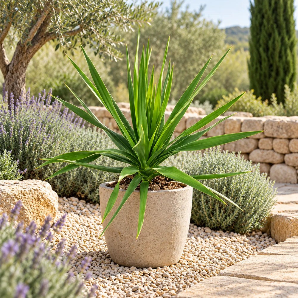 Dracaena draco in vaso ambientata in giardino mediterraneo con foglie verdi lunghe e appuntite