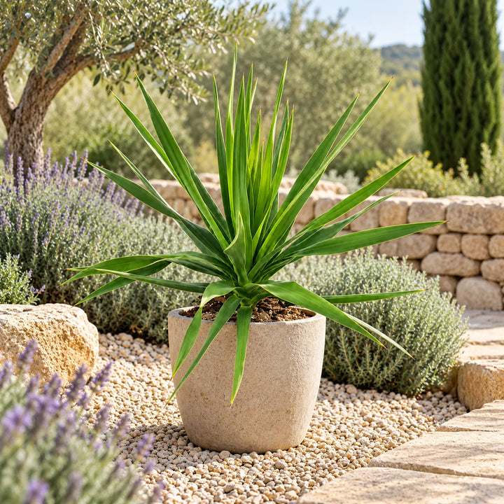 Dracaena draco in vaso ambientata in giardino mediterraneo con foglie verdi lunghe e appuntite