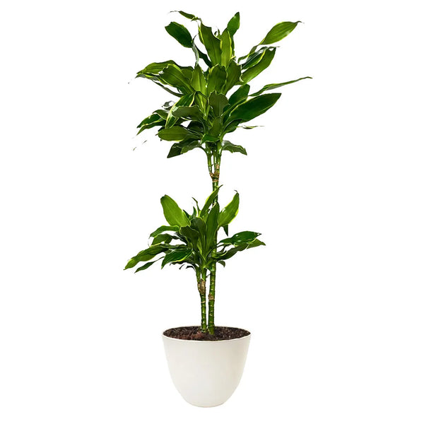 Dracaena Golden Coast H. 110/120 cm