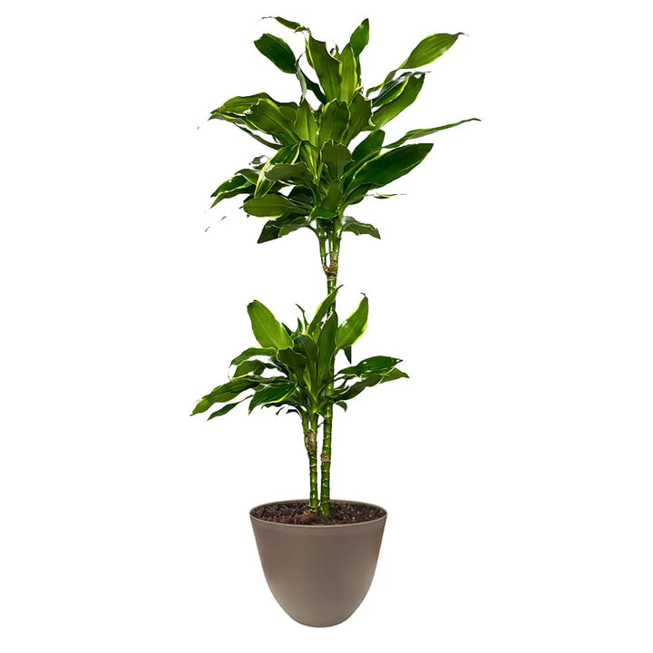 Dracaena Golden Coast - vista dall'alto del fogliame rigoglioso