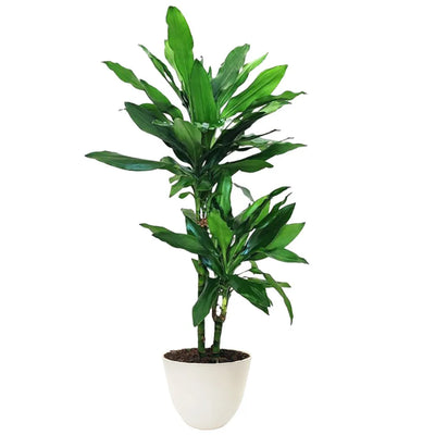 Dracaena Janet Lind