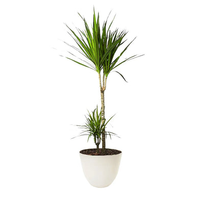 Dracaena marginata H.120/130 cm