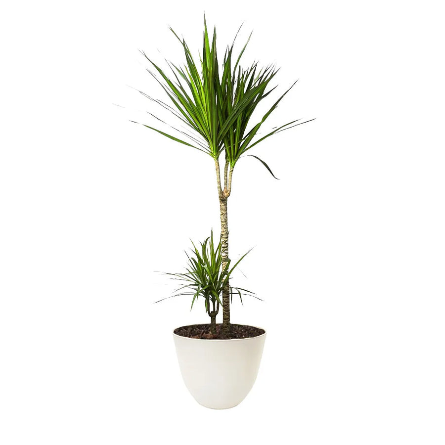 Dracaena Marginata - Pianta alta 120-130cm in vaso bianco, con foglie sottili e bordi rossastri