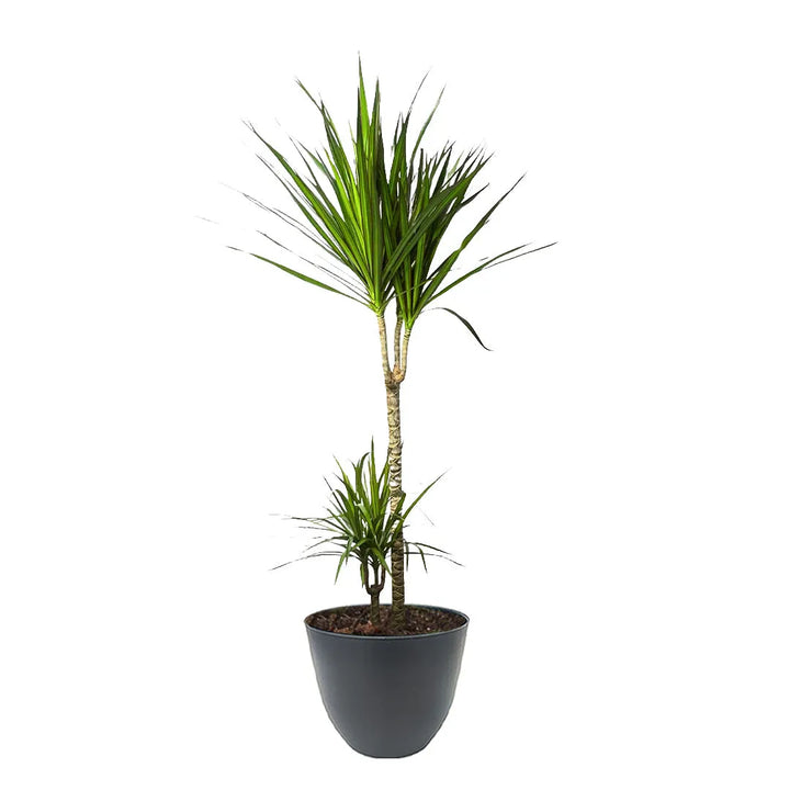 Dracaena Marginata in casa - Esempio di pianta in vaso nero, ideale per interni moderni