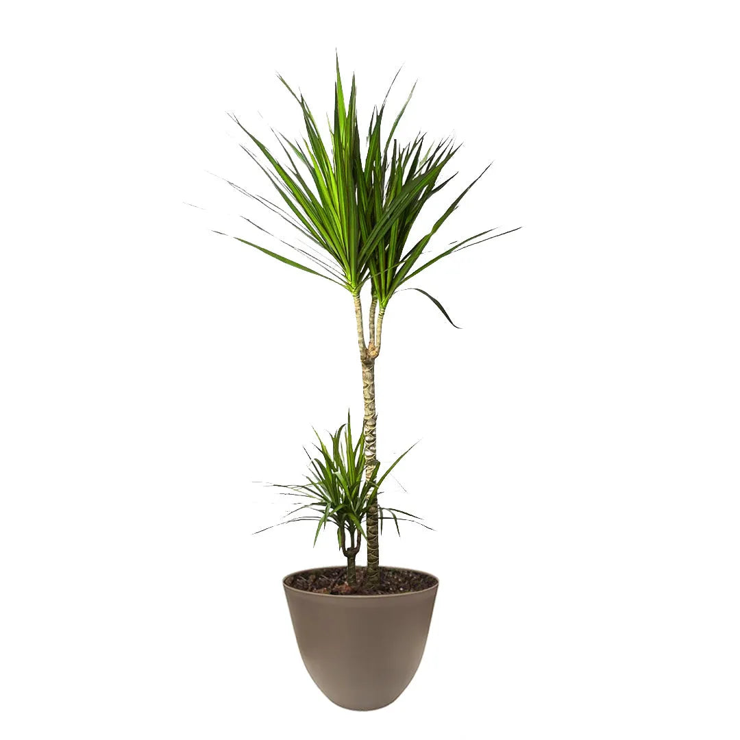dracaena marginata entretien Dracaena Marginata 120-130cm I Giardini di Giulia — i Giardini di Giulia