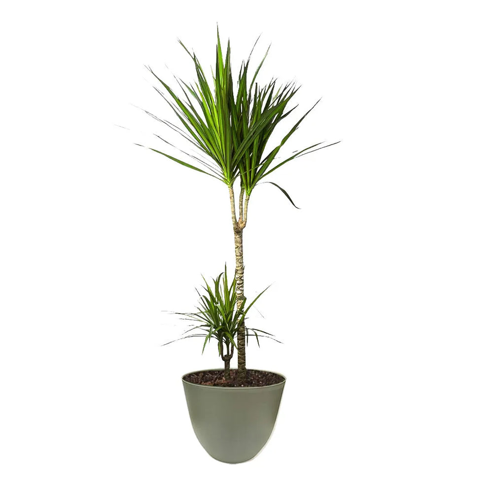 Dracaena Marginata cura - Dettaglio dei fusti e delle foglie in un vaso verde
