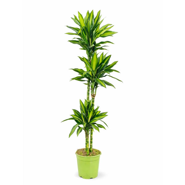 Dracaena cylindrica D.24
