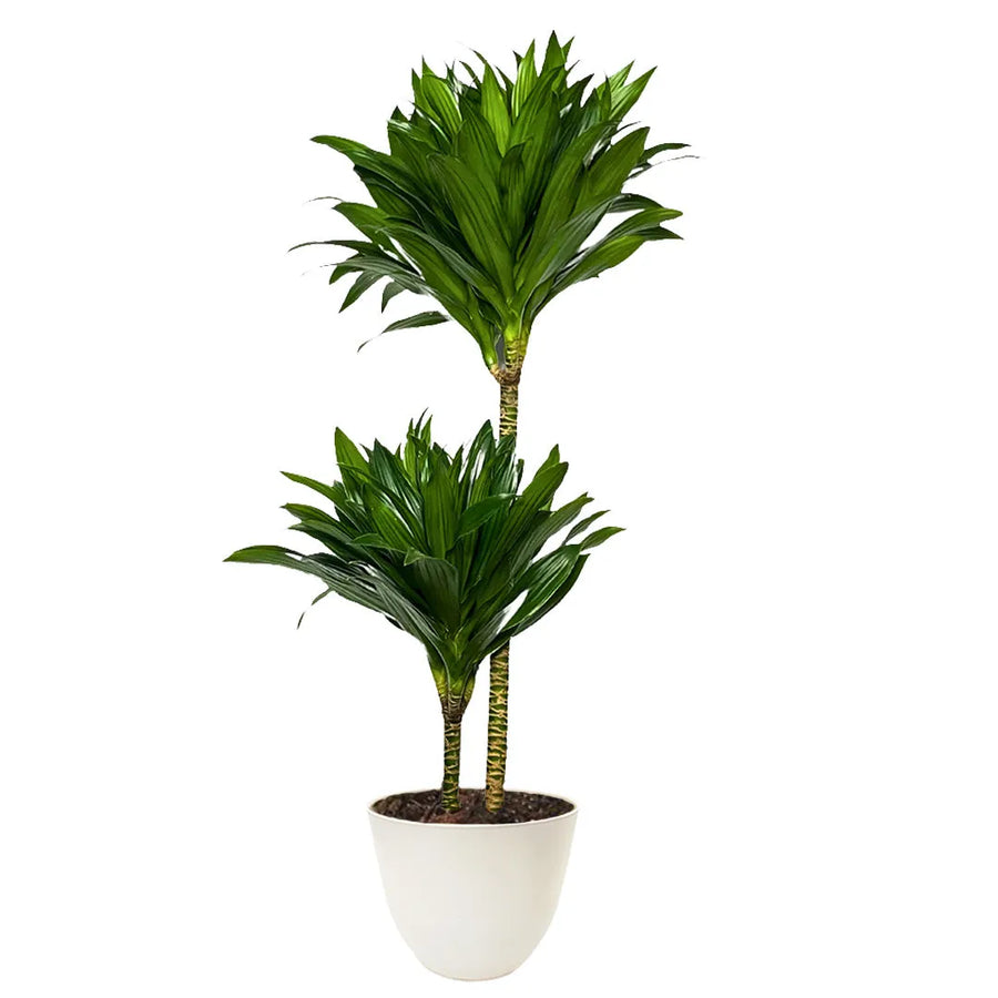 Dracaena Compacta - pianta a due tronchi in vaso bianco opaco moderno