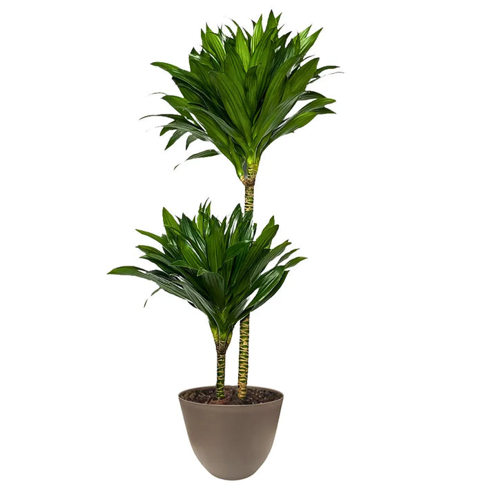Dracaena Compacta - pianta da interno sempreverde in vaso tortora